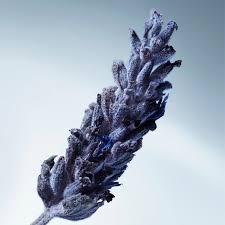 Decant | Matiere Premiere - Metal Lavender