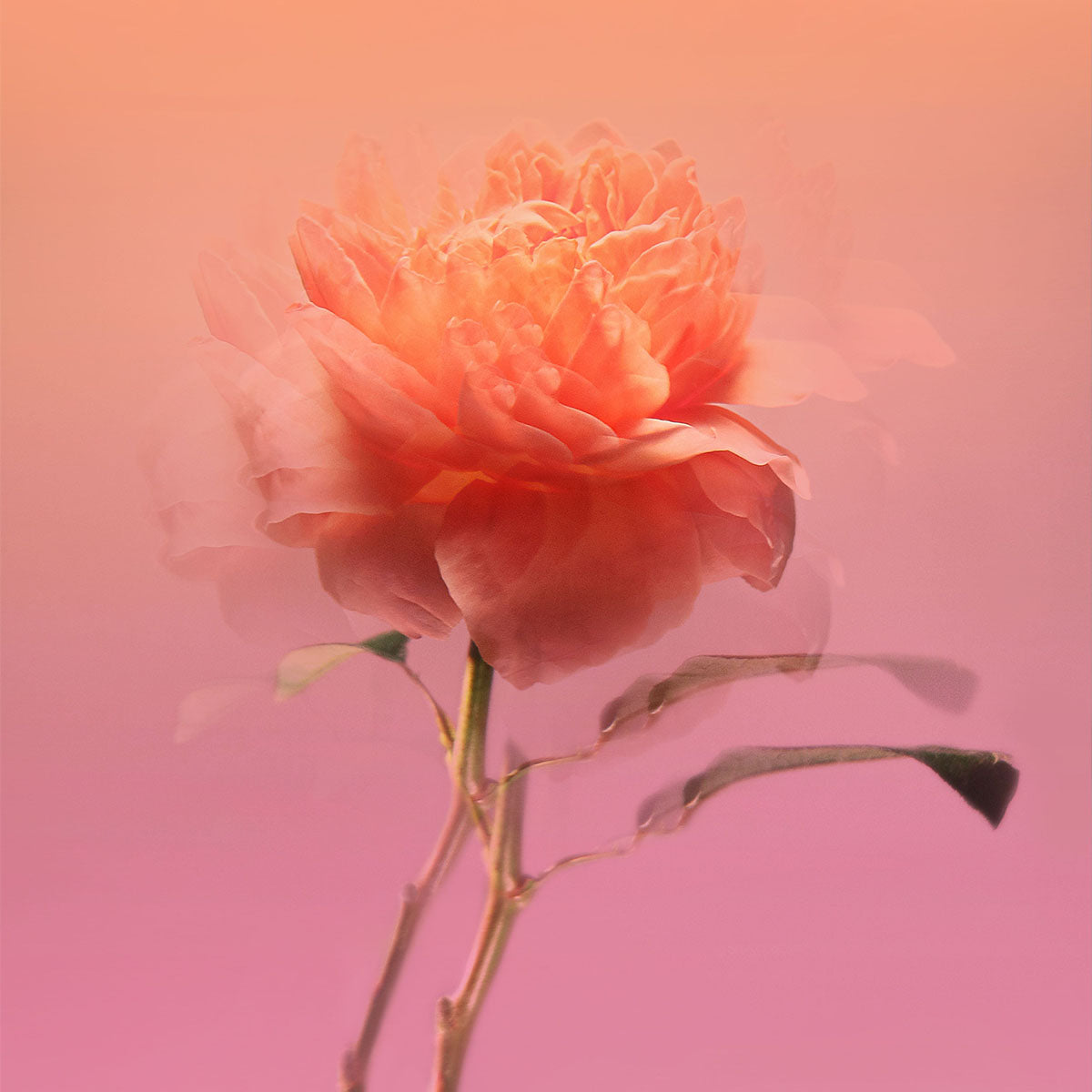 Decant | BDK Parfums - Impadia