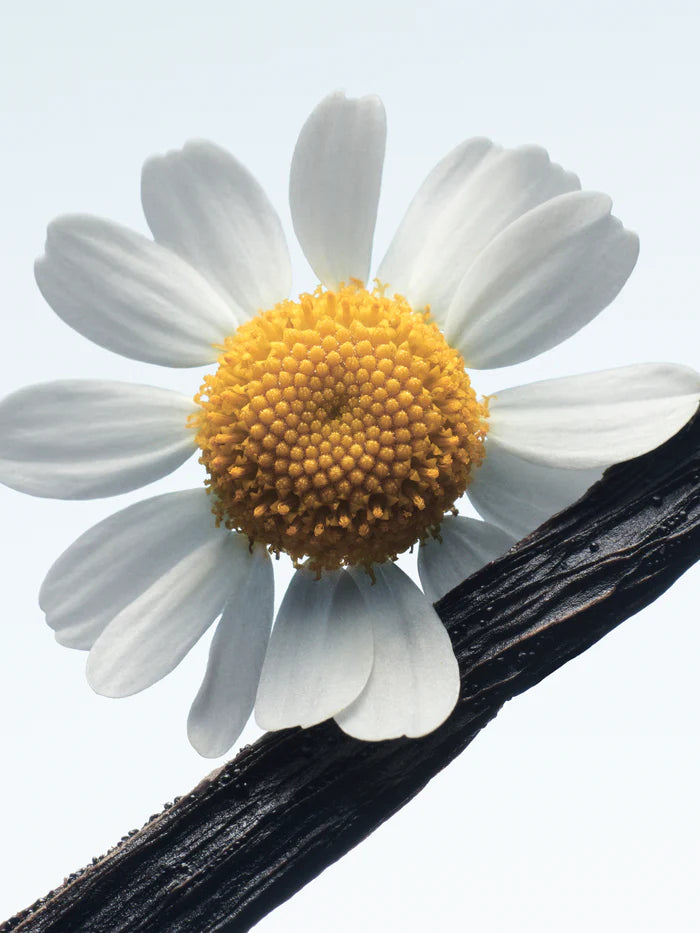 Decant | Dries Van Noten - Camomille Satin