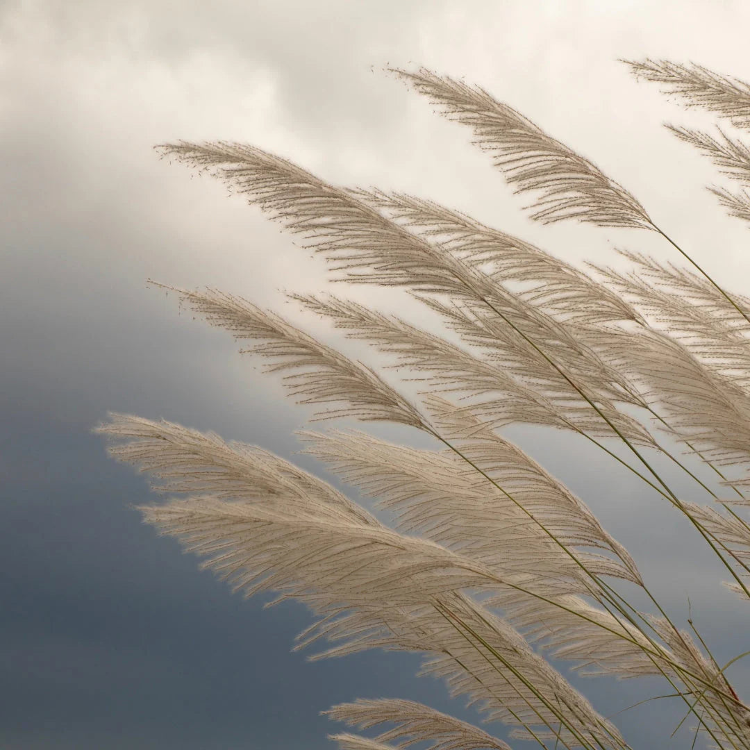 Decant | Maison Crivelli - Papyrus Moléculaire